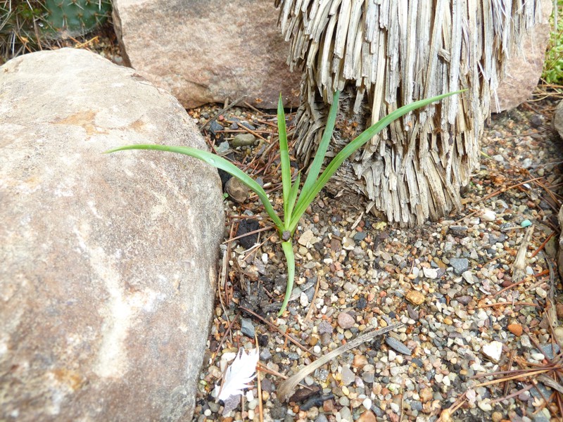 Yuccas, Agaven & Co.  Yucca linearifolia - Wann Kindel abtrennen?